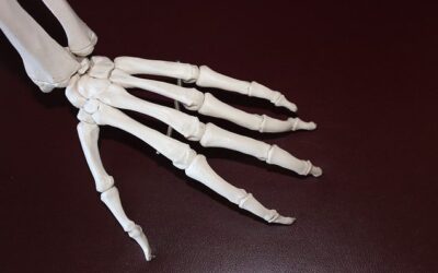 billede af hånd med alle knogler